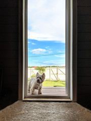 dog in the doors