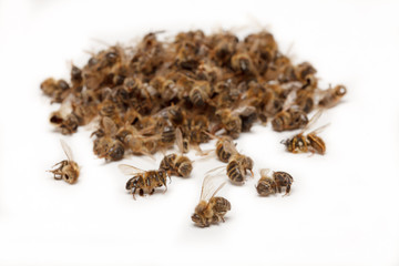Apiculture - disparition des abeilles