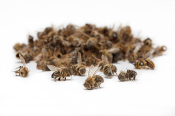 Apiculture - disparition des abeilles