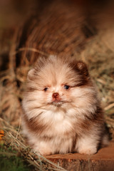 Fototapeta na wymiar cute portrait merle spitz puppy