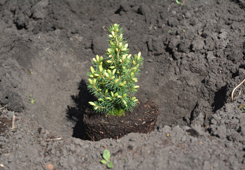 Picea glauca 'Conica' planting in the garden