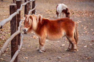 Portrait of a nice Shetland pony.