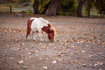 Pony miniature horse on a farm.