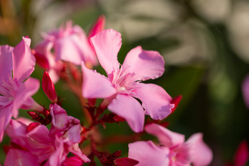 light pink oleander blooming bunch close up