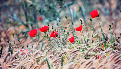 Poppies in the UK