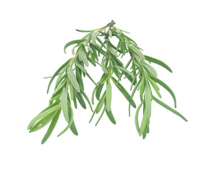 Fresh rosemary isolated on white background