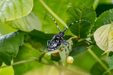 Asian Long-horned Beetle