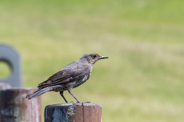blue rock thrush female