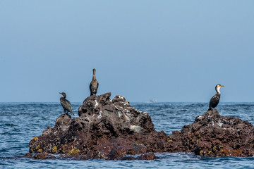 cormorant, the sea raven