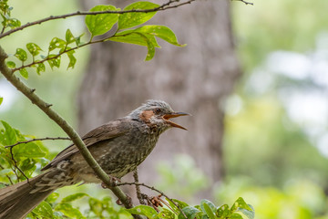 Borwn-eared bulbul perching on a branch