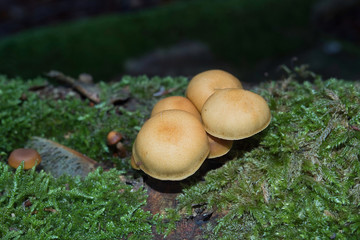 mushrooms tree trunk moss