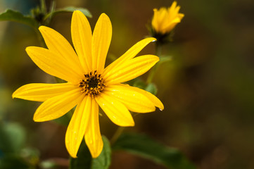 Sun Daisy flower