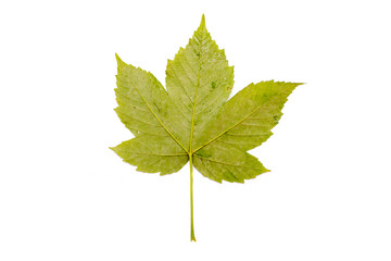 Maple Leaf, Autumn, Spring. Isolated leaves