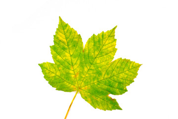 Maple Leaf, Autumn, Spring. Isolated leaves