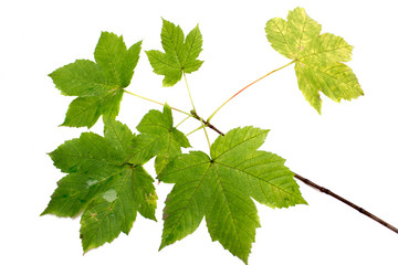 Fototapeta premium Maple Leaf, Autumn, Spring. Isolated leaves