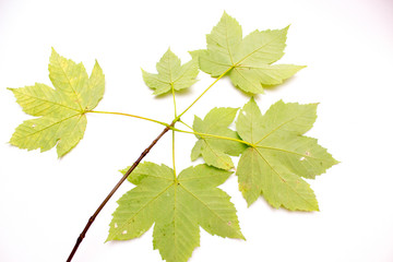 Maple Leaf, Autumn, Spring. Isolated leaves