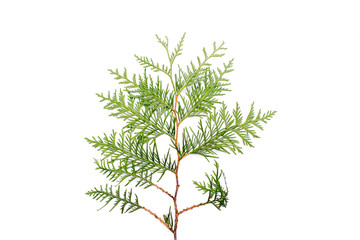 Sprig of xmas tree, thuja, fir