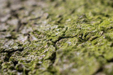 Closeup of a bark covered with moss, macro view with selective focus