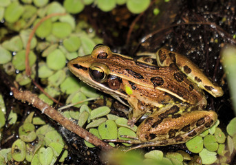 Pig Frog in the south Florida wetlands