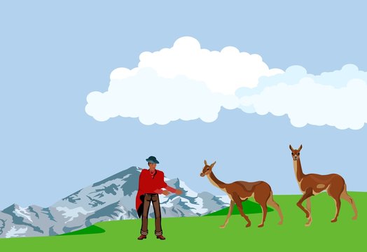 South America, lama and alpaca animals and man in national dress, vector landscape, vector illustration