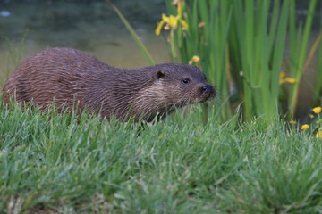 otter by the river