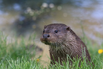 Fototapeta premium european otter