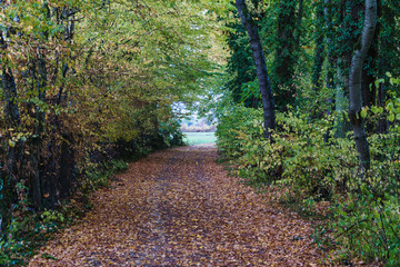 Landschaftsaufnahmen vom Eriskircher Ried am Bodensee im Herbst bei Regen