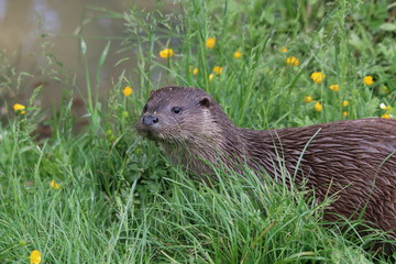 Otter