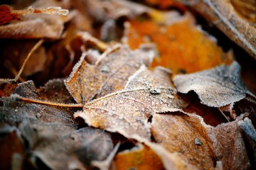Frozen autumn natural close up colorfull red, green, yellow leaves.