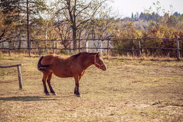 Domestic Horses - Beautiful red horses on farm.
