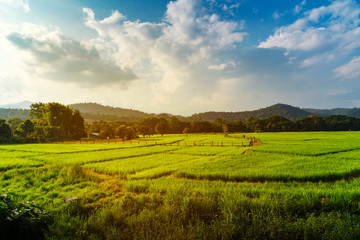 Beautiful green rice field fresh air clearly sky panoromic view