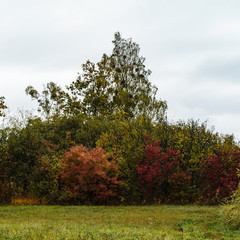 Fototapeta premium Landschaftsaufnahmen vom Eriskircher Ried am Bodensee im Herbst bei Regen