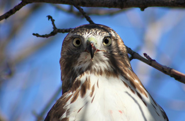 Hawk with Bloody Beak