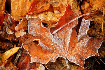 Frozen autumn natural close up colorfull red, green, yellow leaves.
