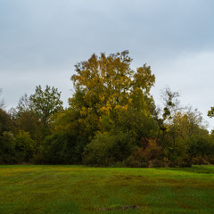 Fototapeta na wymiar Landschaftsaufnahmen vom Eriskircher Ried am Bodensee im Herbst bei Regen