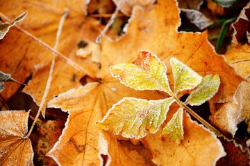Frozen autumn natural close up colorfull red, green, yellow leaves.