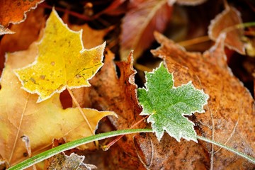 Frozen autumn natural close up colorfull red, green, yellow leaves.