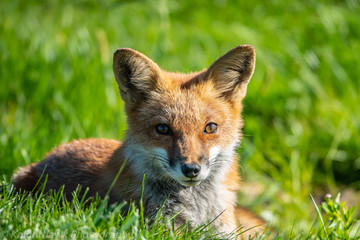 Naklejka na ściany i meble Red Fox in Wild Lying in Grass