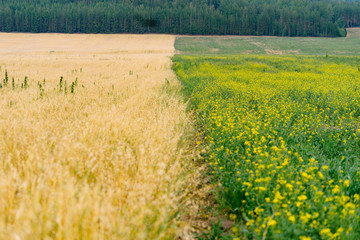 field of yellow flowers