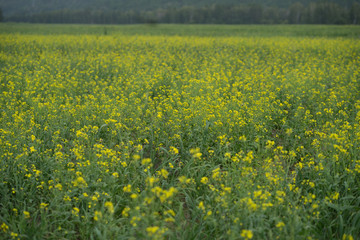 field of yellow flowers