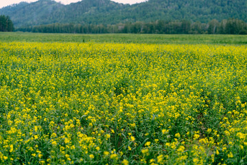 yellow field of oilseed rape