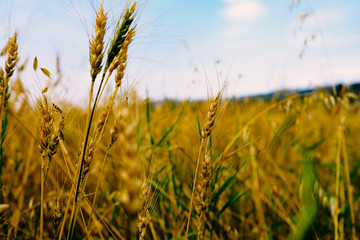 field of wheat