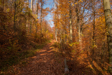 beautiful autumn nature scenes in Hungary on hiking trails