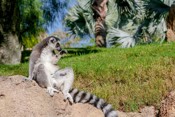 Front view of a sitting ring tailed  Maki Catta lemur, with big orange eyes.  Green grass and palm trees on the  background.