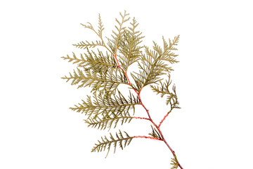 Thuja isolated on white background, evergreen tree, christmas tree