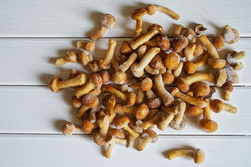 Frozen wild fungus mushrooms on a white natural background