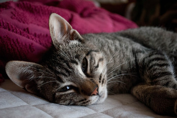 Fototapeta na wymiar Gato acostado en su cama.
