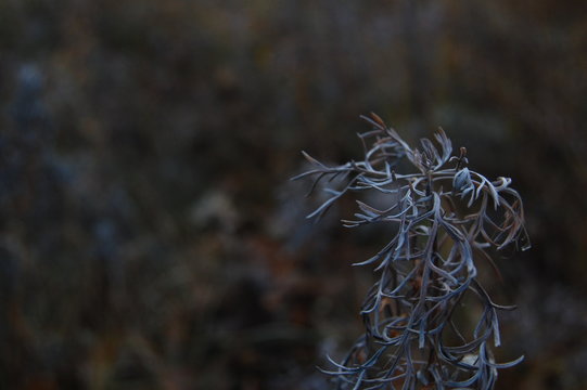 I dont know what kind of plant