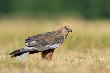 In the meadow/Western Marsh-Harrier