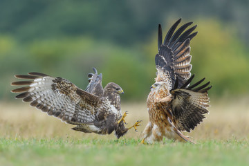 Fight in the meadow/Common Buzzard vs Red Kite